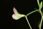 American bird's-foot trefoil